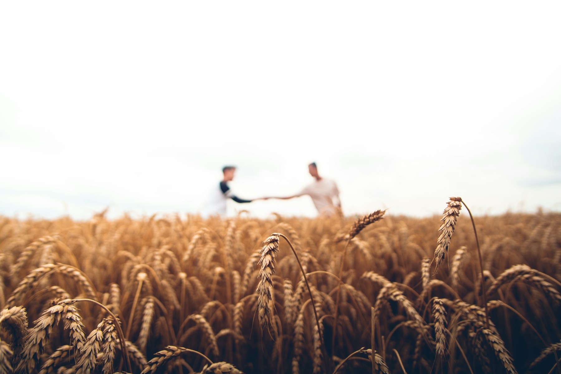 Illustrative cereal field in warm light